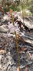 Dipodium pardalinum