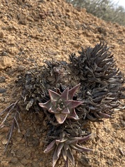 Dudleya cultrata