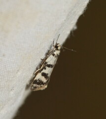 Philobota impletella