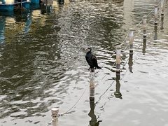 Phalacrocorax carbo hanedae