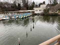 Phalacrocorax carbo hanedae