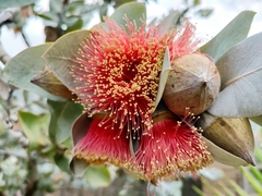 Eucalyptus macrocarpa