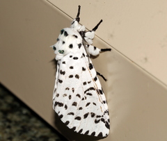 Kamalia multipunctata