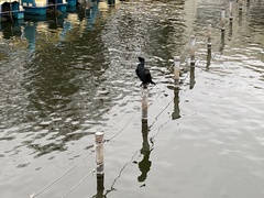 Phalacrocorax carbo hanedae