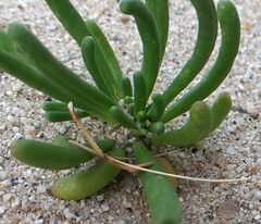Cistanthe ambigua