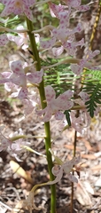 Dipodium pardalinum