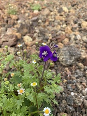 Phacelia parryi