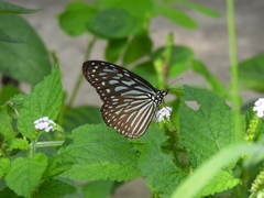 Ideopsis vulgaris