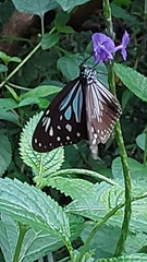 Parantica luzonensis