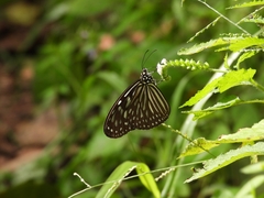 Ideopsis vulgaris