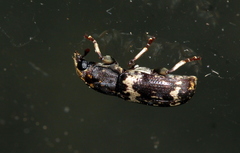 Basitropis