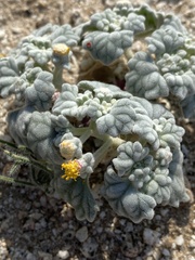 Psathyrotes ramosissima