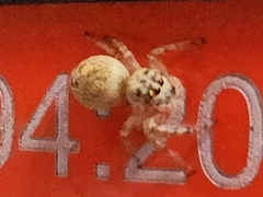 Opisthoncus polyphemus