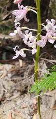 Dipodium pardalinum