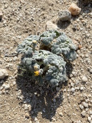 Psathyrotes ramosissima