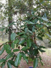 Quercus crispipilis