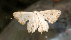 Epiplema conflictaria