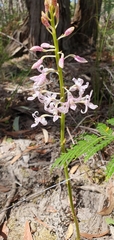 Dipodium pardalinum