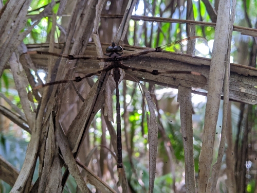 Northern Evening Darner photo 5