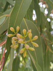 Eucalyptus leucoxylon