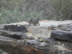 Ammospermophilus harrisii