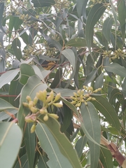 Eucalyptus leucoxylon