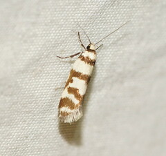 Philobota impletella