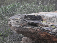 Ammospermophilus harrisii