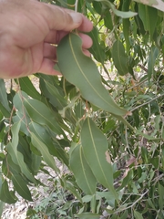 Eucalyptus leucoxylon