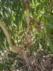 Eucalyptus leucoxylon