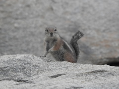 Ammospermophilus harrisii