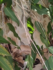 Eucalyptus leucoxylon