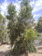 Eucalyptus leucoxylon