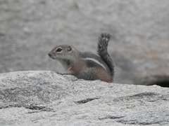 Ammospermophilus harrisii