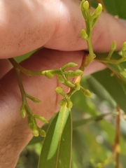 Eucalyptus leucoxylon