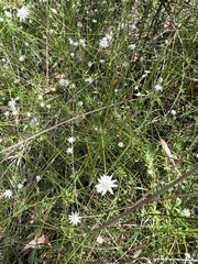 Actinotus minor