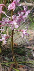 Dipodium pardalinum