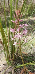 Dipodium pardalinum