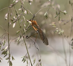 Harpobittacus australis