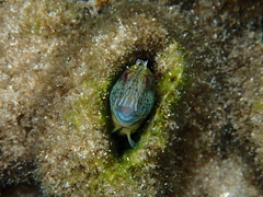 Parablennius intermedius