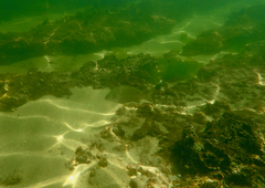 Acanthopagrus butcheri