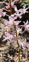 Dipodium pardalinum