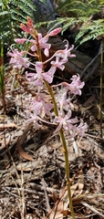Dipodium pardalinum