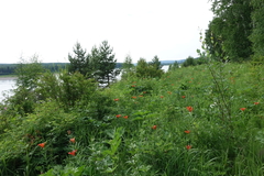 Lilium pensylvanicum