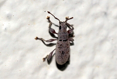 Myllocerina