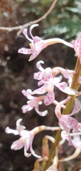 Dipodium pardalinum
