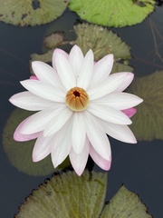 Nymphaea lotus