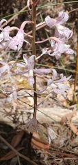 Dipodium pardalinum