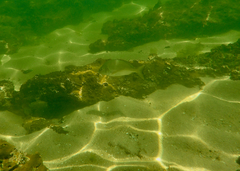 Acanthopagrus butcheri