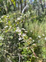 Baeckea imbricata
